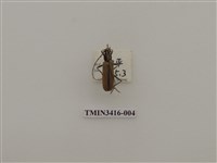 藏品(一色深山天牛)的圖片